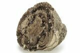 Polished Fossil Stromatolite Colony - Utah #261961-2